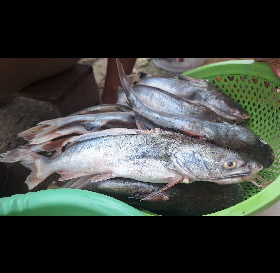 Ikan Patin Laut