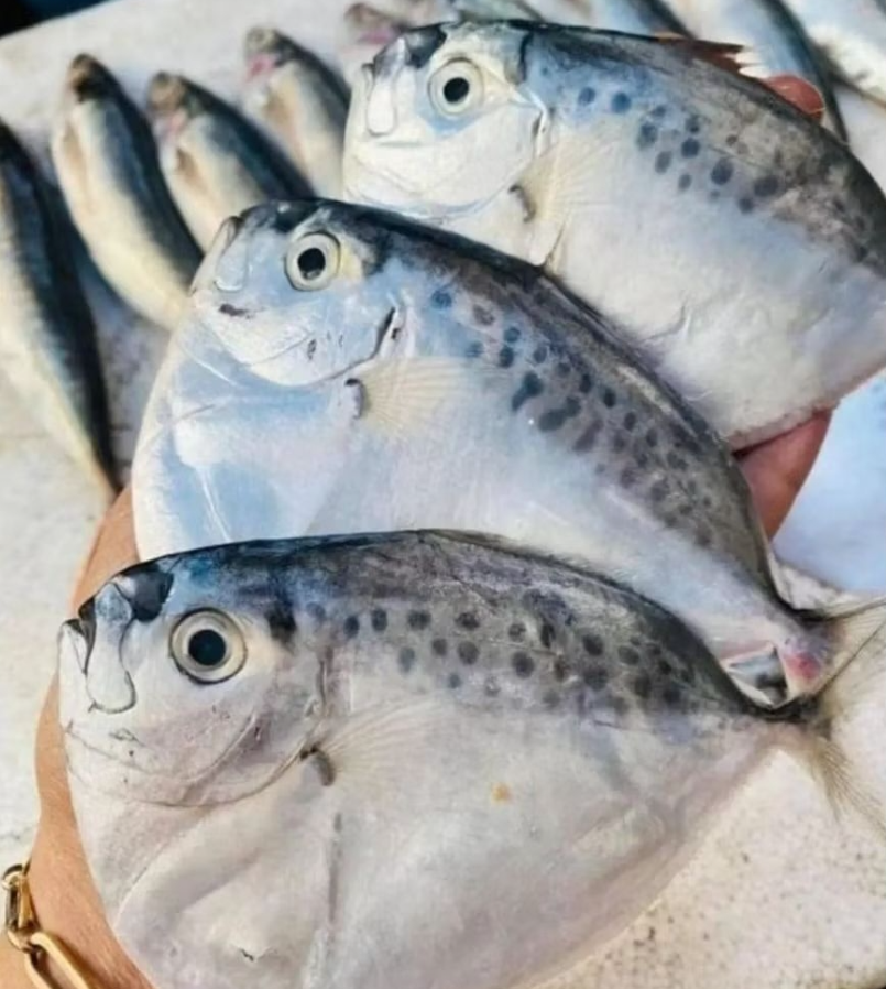 Ikan Semar