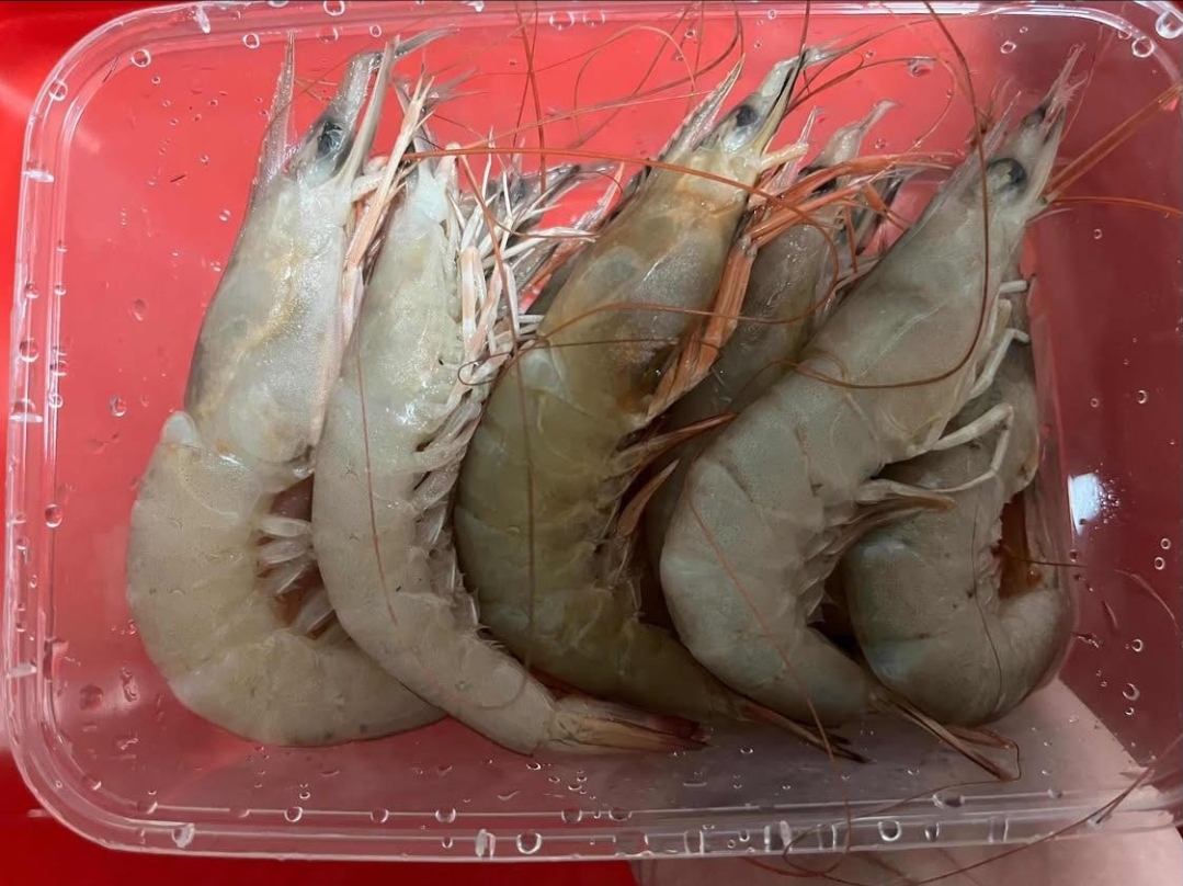 Udang Laut Sedang